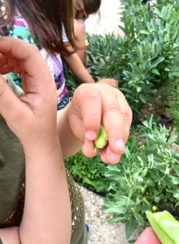 manos de niñas en un huerto